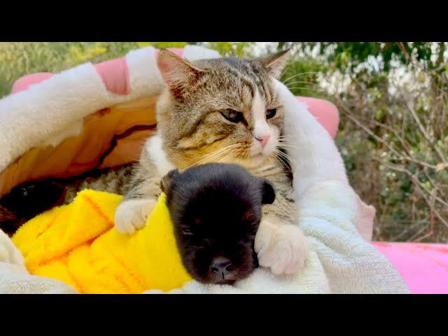 That's amazing! The cat 🐱 actually treats the dog 🐶 like its own baby 😁😍❤️👍