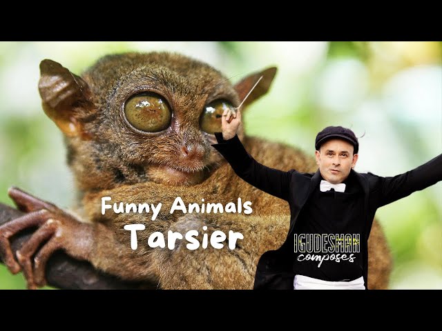 Tarsier - by Aleksey Igudesman