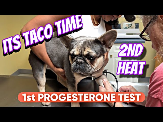 Taco’s First Progesterone Test. Pups Coming Soon🐶🤞🏾