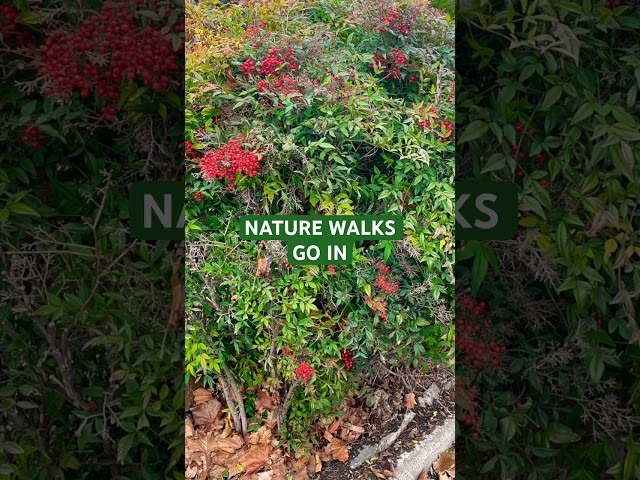 NATURE WALKS 🌿 • #naturewalks #naturesart #naturemotivation #memesdaily