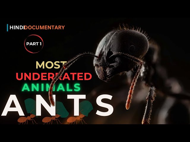 The Secret Science of : ANTS | Part 1 | HINDI | ​⁠All You Need To Know |@natgeoindia