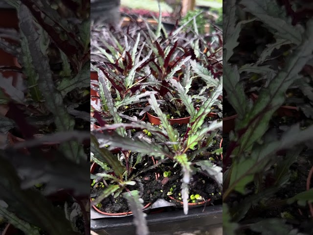 🐉We Have The Most UNIQUE Plant🐉 #hemigraphis #dragonstongue #purpleplant #colorfulfoliage