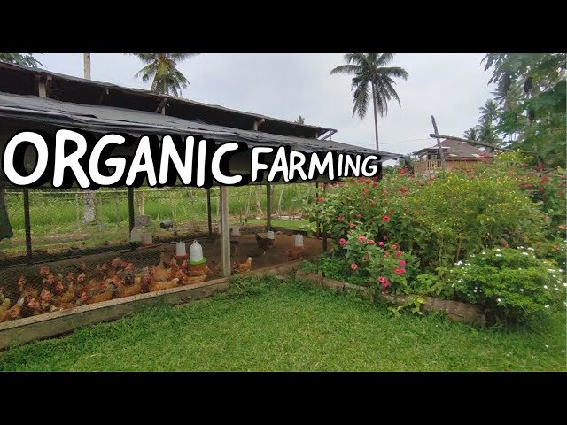 How to Start an Organic Farming Business | Things to Consider Before Starting a Farm 🌸🌱