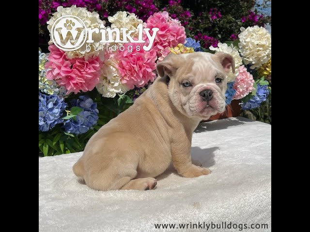 Wrinkly Bulldogs Mack (AVAILABLE)