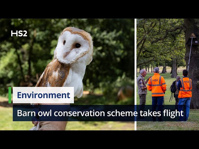 HS2's barn owl conservation scheme takes flight