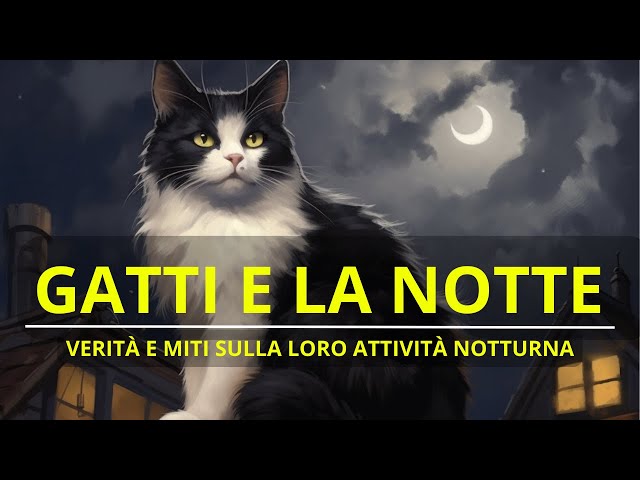 GATTI E LA NOTTE:  VERITÀ E MITI SULLA LORO ATTIVITA NOTTURNA - PETOPIA