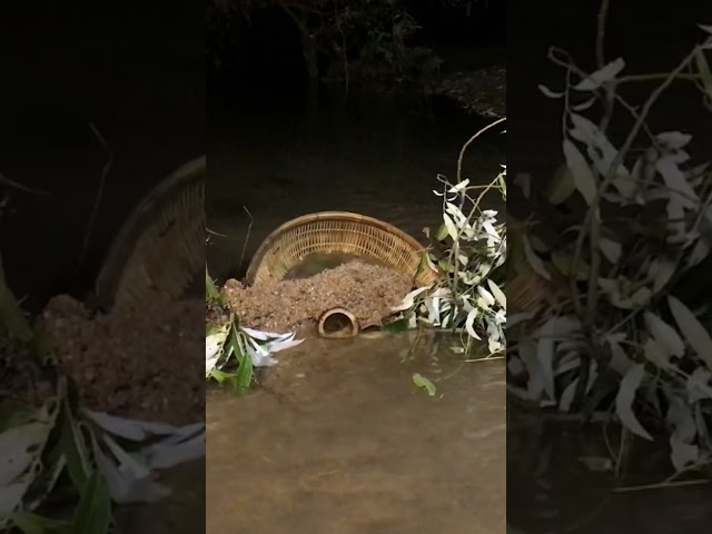 Primitive technology-Use hole 's bamboo and chhneang for fishing 🐠 🐟  fishes in the river