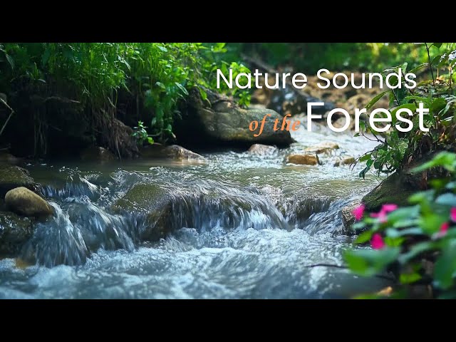 Forest Space, Water Sound, Birdsong, ASMR | Symphony of Nature Sounds Deep Relaxation