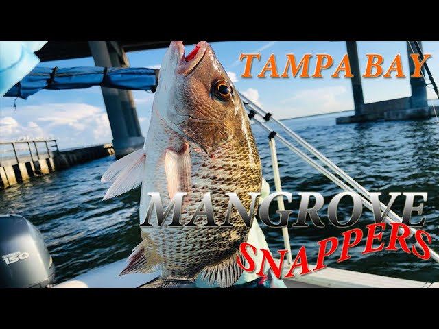 Cách Câu Cá Hồng ở Mỹ  || Cuộc Sống Mỹ ||  How To Mangrove Snapper Fishing In Tampa Bay