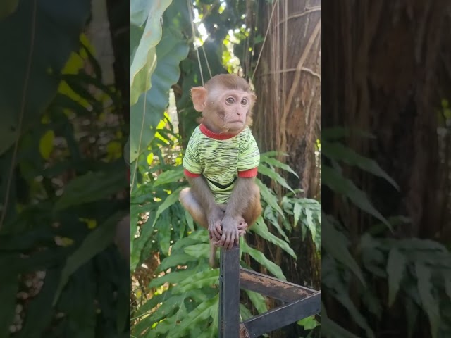 baby Alexonkey#monkey #babyalex #babymonkey #familymember