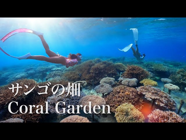 Snorkeling at The Coral Garden in Onna Village, Okinawa｜沖縄本島恩納サンゴ養殖場