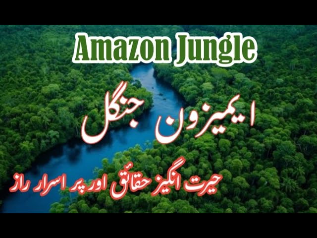 Amazon Jungle | Amazon Jungle Mysterious Wildlife and Hidden Secrets Revealed | Amazon Rainforest