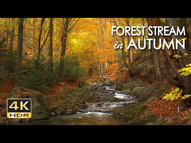 4K HDR - Forest Stream in Autumn - Relaxing River Sounds -   Creek Flowing in Woods - Sleep / Study