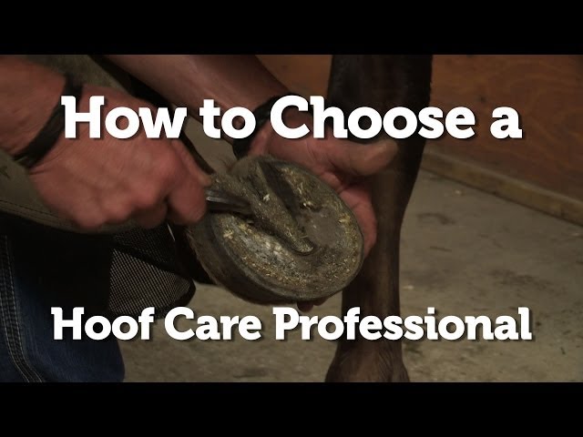 How to Choose a Hoof Care Professional