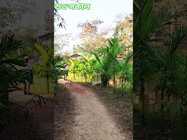 It is very nice to walk along such a road in the morning #shortvideo #road #walk #nature #viralshort