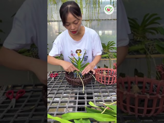 Cách nên chậu hoàng nhạn thật đơn giản, anh chị chưa biết cách nên chậu thì hãy lưu ngay video ạ