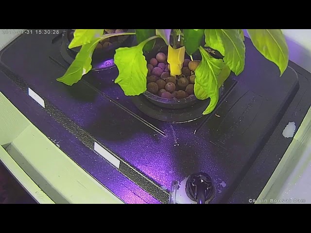 Pepper bonsai Challenge