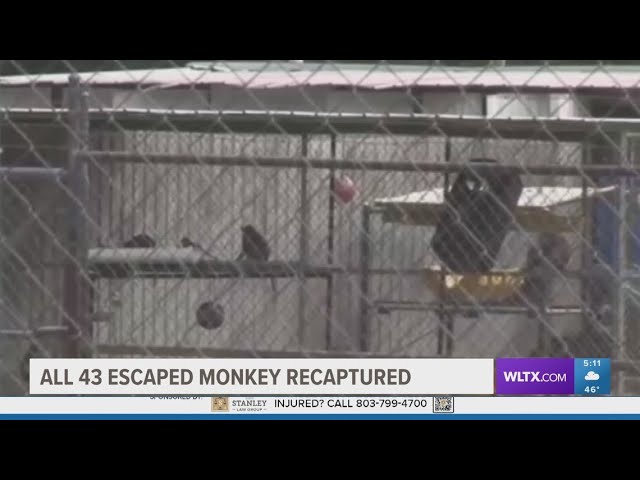 All 43 escaped monkeys from a Yemassee research facililty captured