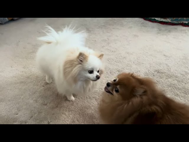 Hilarious Pomeranian: The Ultimate Playtime Companion