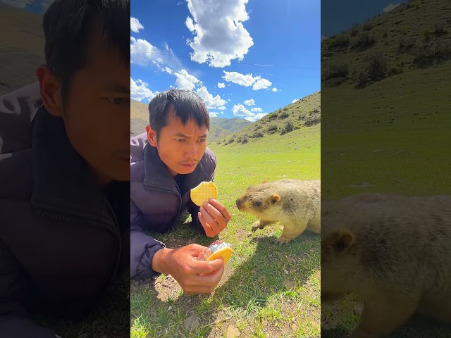 Cute Wild animal bobak marmot or prairie dog eating cookies yummy 109