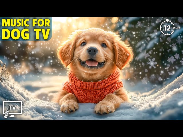 12 Hours of Dog Calming Music For Dogs 🎵💖 Anti Separation Anxiety Relief Music🐶Sleep dog Healing🎵