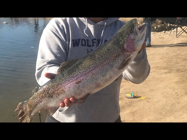 Calaveras Trout Plant at Riverwalk (New PB) Trout fishing #rainbowtrout #troutfishing #personal_best