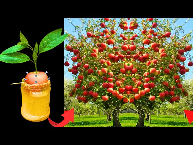 Amazing Best: Growing Apple Trees with Quick and Easy technique. 100% success