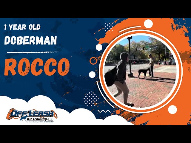 Rocco | 1 Year Old Doberman | Off Leash Doberman Training, Georgia