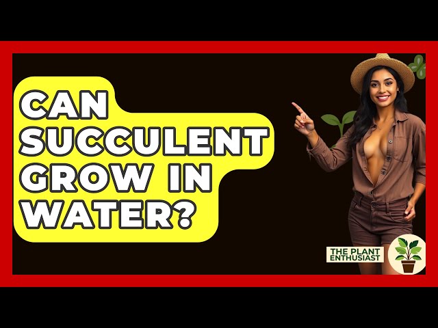 Can Succulent Grow In Water? - The Plant Enthusiast