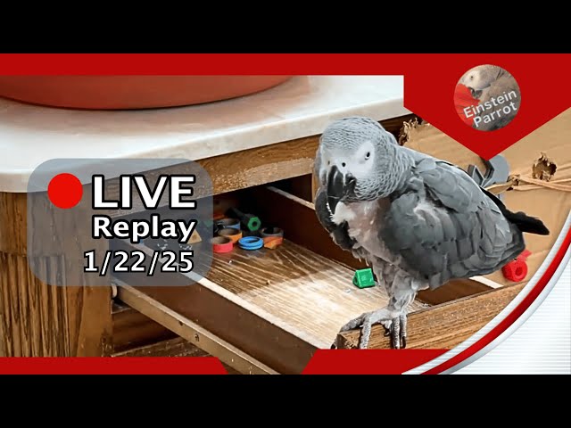 Einstein Parrot Live 1/22/25