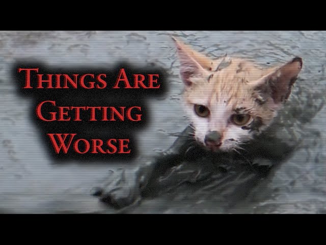 YouTube's Fake Animal Rescue Problem