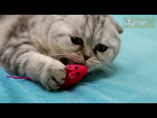 Top Funny Cat Videos: Laugh-Out-Loud Compilation!