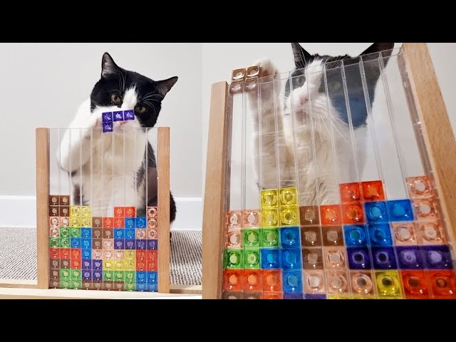 Cat Plays Tetris Himself. Incredible!