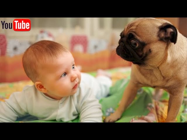 Here Is The Funniest Baby And Dog Compilation #2021 | Cute Baby