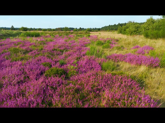 Entdecke die blühende Heide an der Nordküste | 4K Nature Experience