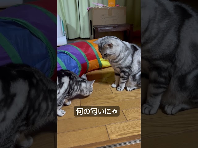 匂い嗅いじゃダメにゃ。#アメショ#アメリカンショートヘア#cat#cats#猫のいる暮らし#猫のいる生活