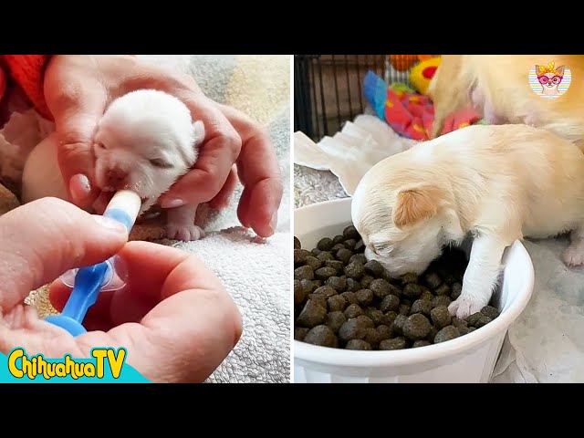 Do you know how to feed the chihuahuas? 🐶 | ChihuahuaTV