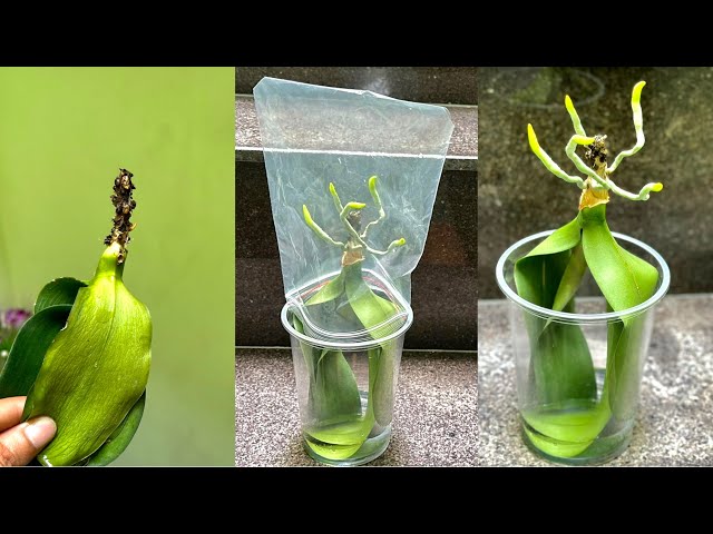 Suddenly Planting Orchid Leaves In The Water This Way Will Create Stronger Roots