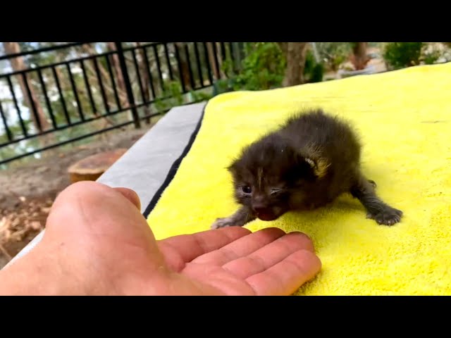 Shocking! An abandoned kitten 🐱 begged me to take it in, and then something amazing happened! ❤️👍