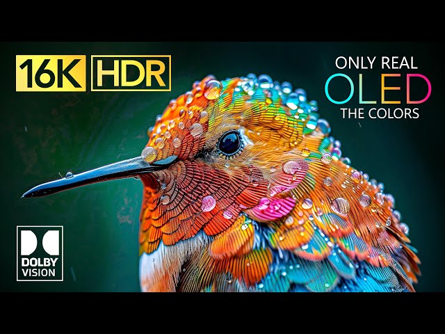 ONLY REAL OLED | 16K Video ULTRA HD | Dolby Vision 16K HDR