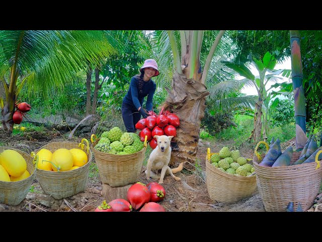 Harvest: Red Coconuts, Yellow Melons, Sugar Apples, Bamboo Shoots To Sell At The Market, Cook,Garden