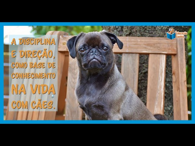 A disciplina e direção, como base de conhecimento na vida com cães.