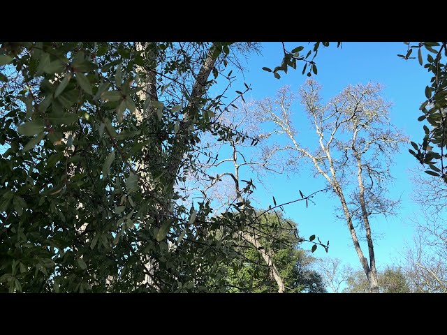 Green trees, blue skies, and birdsongs. #eldoradohills #eldoradocounty #naturesounds #birdsounds