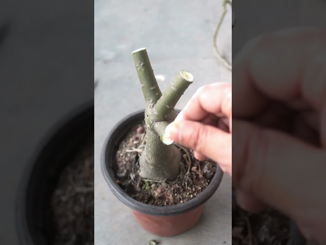 How & when to prune Adenium plant?