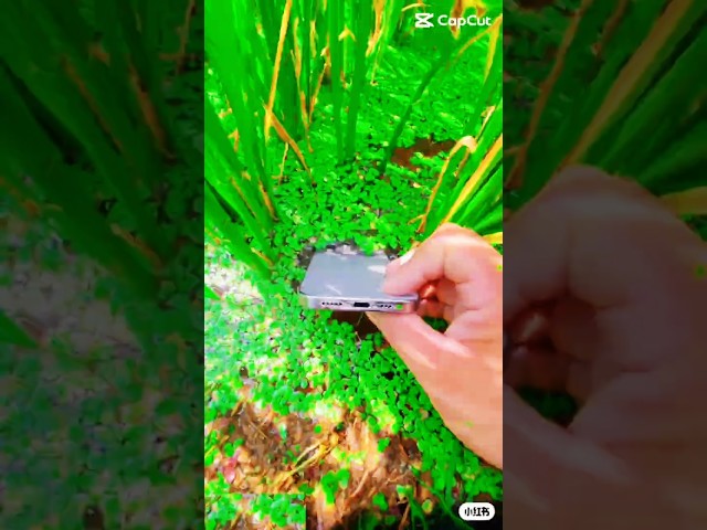 🌿Under water best phone video ever, win $5000😲