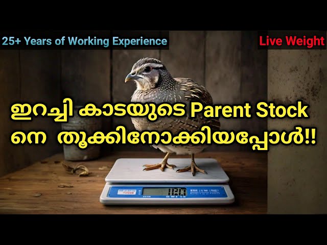 ഇറച്ചി കാടയുടെ Parent Stock നെ  തൂക്കിനോക്കിയപ്പോൾ!! | Quail farming Malayalam | Kaada Farming.