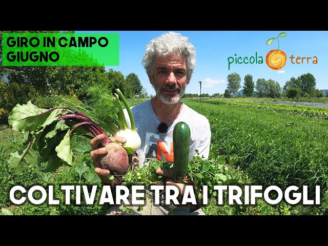 FALSA SEMINA, RAPE Giganti , FRAGOLE e FINOCCHI - Piccola Terra - Giro in Campo Giugno 2021