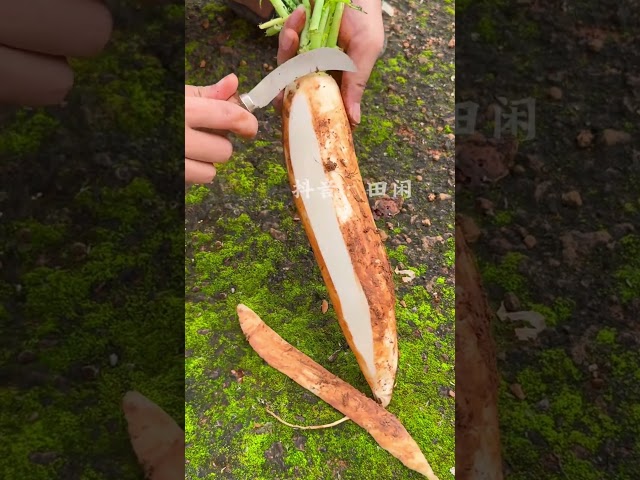 Radish Cutting shot #shorts #youtubeshorts #agriculture #farming