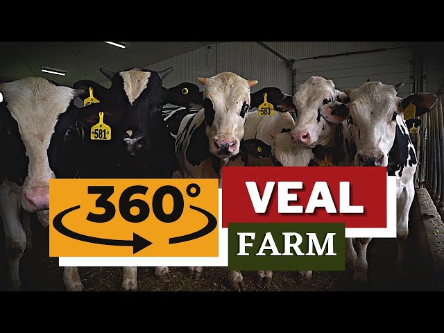 360 Veal Farm