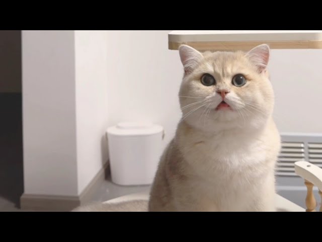 One minute with the cat Golden British Shorthair